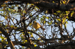 Stigmatura budytoides