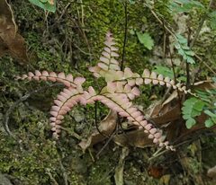 Adiantum flabellulatum