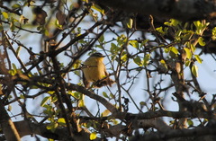 Stigmatura budytoides