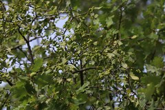 Loranthus europaeus
