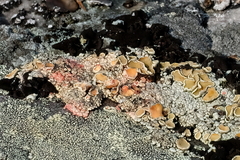 Laetisaria lichenicola