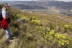 Leucadendron tinctum