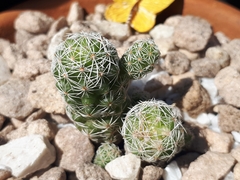 Mammillaria vetula