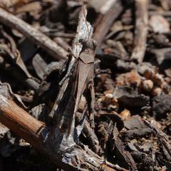 Trimerotropis thalassica