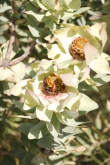 Leucadendron tinctum