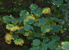 Acer opalus
