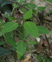 Triadica cochinchinensis