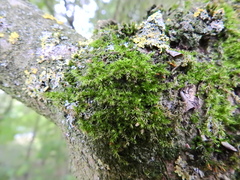 Rhynchostegium confertum