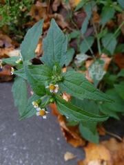 Galinsoga quadriradiata