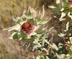 Leucadendron tinctum