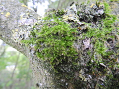 Rhynchostegium confertum