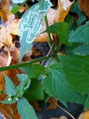 Galinsoga quadriradiata