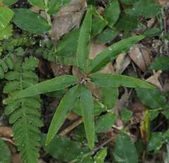 Pseuderanthemum variabile