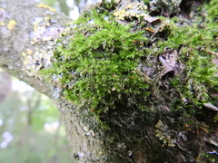 Rhynchostegium confertum