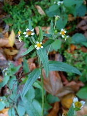 Galinsoga quadriradiata