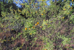 Vachellia aroma