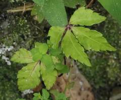 Tetrastigma obtectum