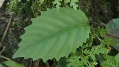 Maesa perlaria formosana