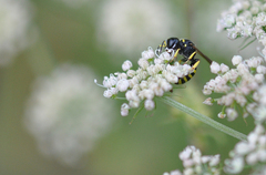 Ectemnius cephalotes