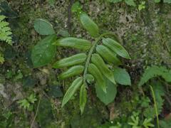 Angiopteris lygodiifolia