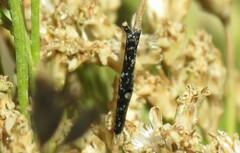 Asteromyia gutierreziae