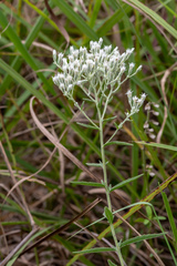 Eupatorium leucolepis
