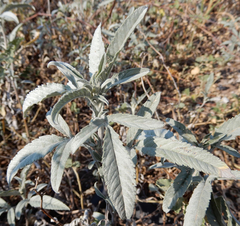 Ambrosia grayi