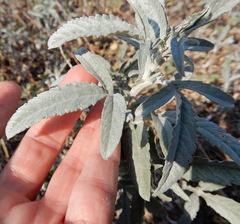 Ambrosia grayi