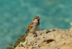 Passer hispaniolensis