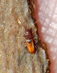 Laemophloeidae
