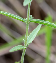 Eupatorium leucolepis