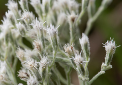 Eupatorium leucolepis