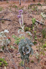 Chresta sphaerocephala