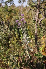 Chresta sphaerocephala
