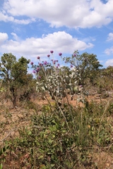 Chresta sphaerocephala