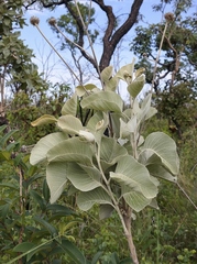Chresta sphaerocephala