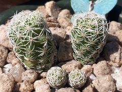 Mammillaria vetula