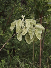 Chresta sphaerocephala