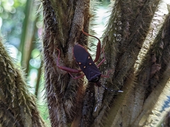 Leptoscelis quadrisignatus image