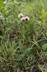 Lessingianthus erythrophilus