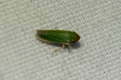 Xyphon reticulatum