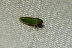 Xyphon reticulatum
