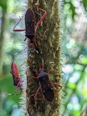 Leptoscelis quadrisignatus