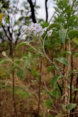 Solanum paniculatum
