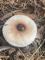 Lepiota rubrotinctoides