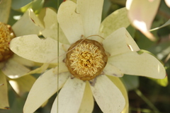 Leucadendron tinctum