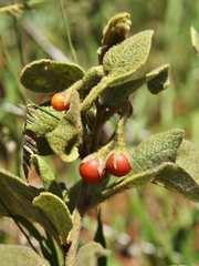 Solanum subumbellatum