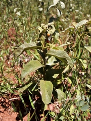 Solanum subumbellatum