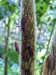Leptoscelis quadrisignatus