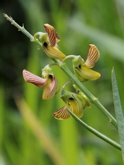 Crotalaria lanceolata